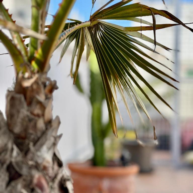 La Terraza de Porvenir 10 - Jerez de la Frontera - Apartamento de 3 dormitorios - 33
