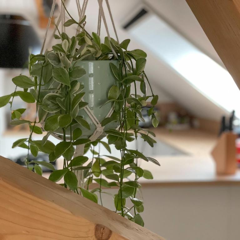 Ferienwohnung Hintermoos - Apartment mit 3 Schlafzimmern - 37