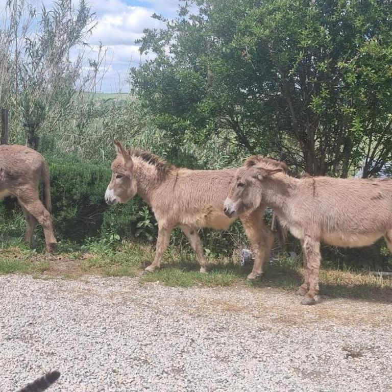 Agriturismo S. Eurosia - Appartamento con 1 Camera da Letto - 17