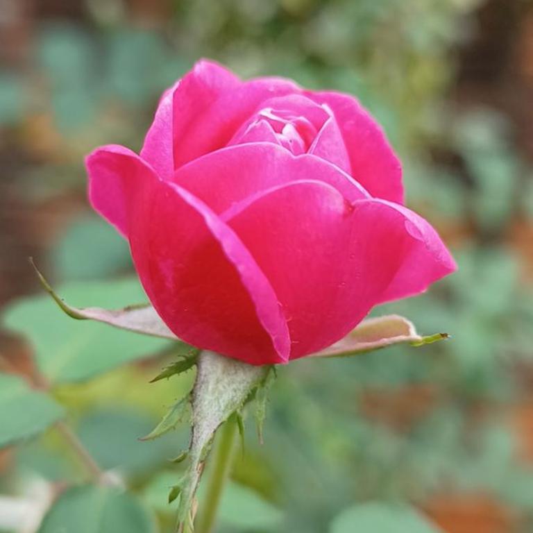 Naturaleza pura - Three-Bedroom House - 37