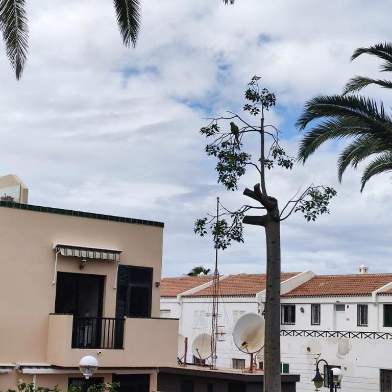 Costa del silencio Atlántico I - Apartamento de 1 dormitorio - 33