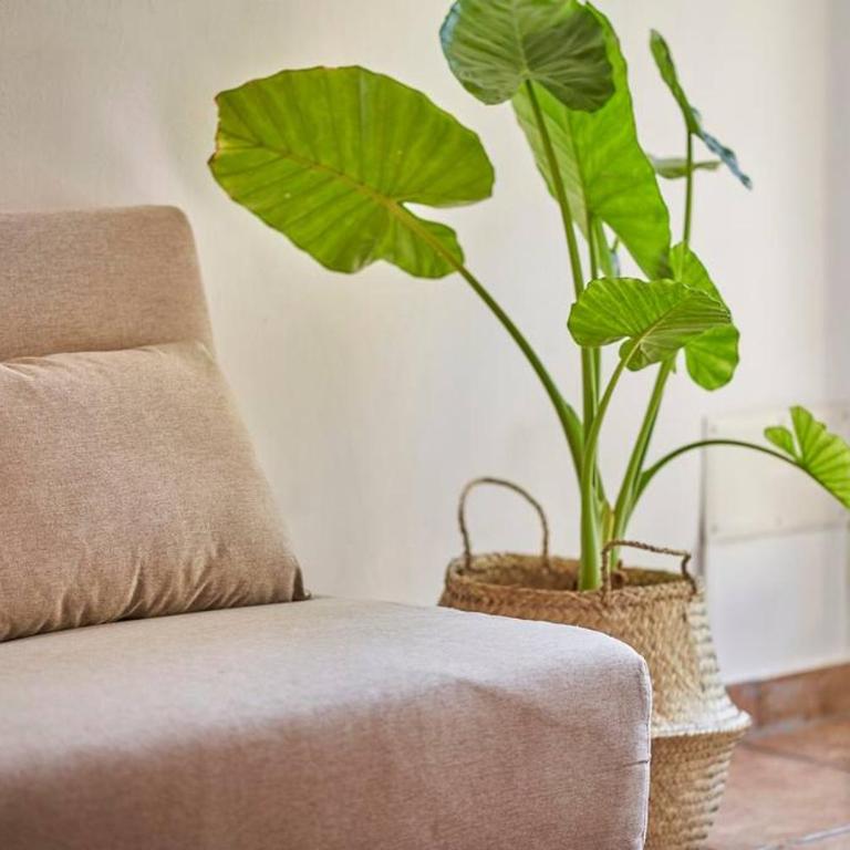 La Limonaia Country House - Appartamento con 1 Camera da Letto - 7
