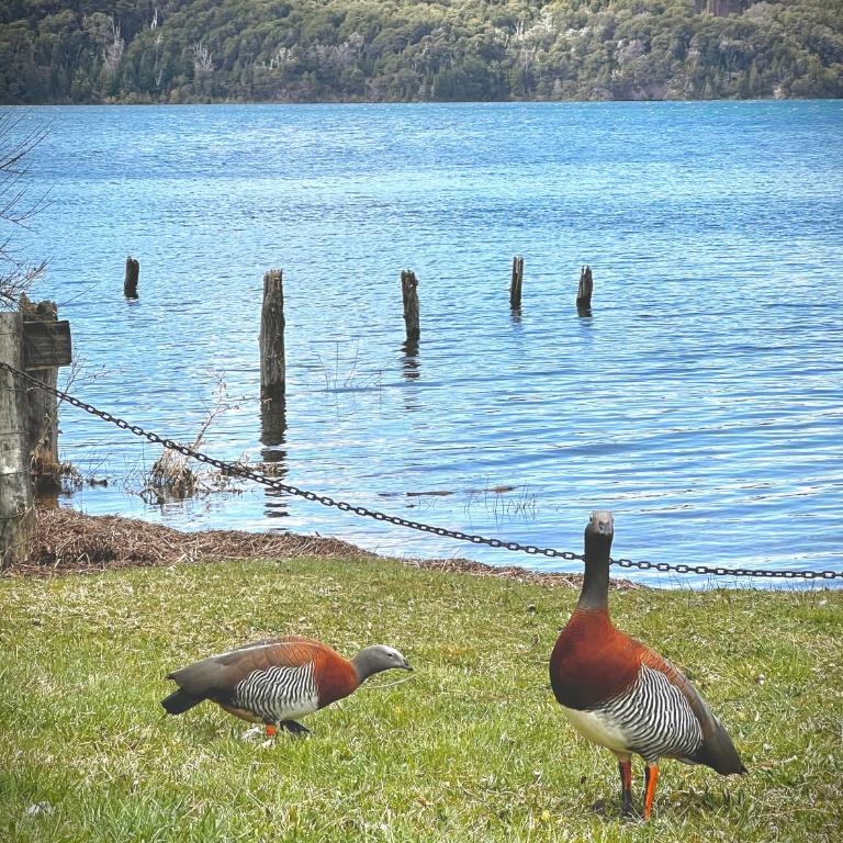 Amazing Cabin on the Shore of Lake Moreno H58 by Apartments Bariloche - Chalet de 1 dormitorio - 36