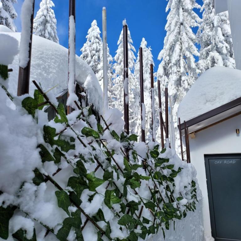MASSIV Kopaonik centar lux apartmani - Apartman sa 1 Spavaćom Sobom i Pogledom na Park - 64