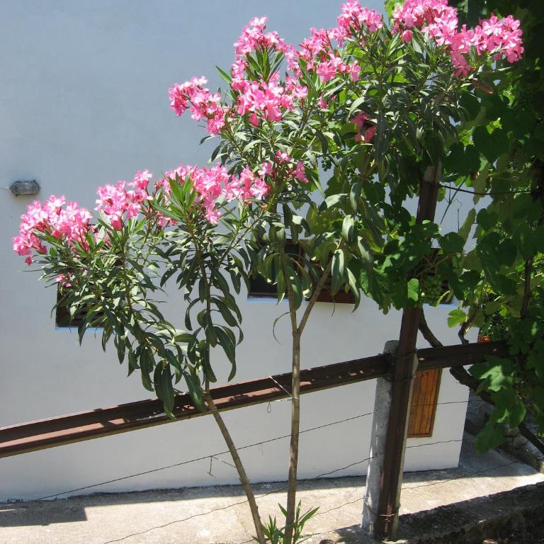 Guest House Oleander - Suite sa 3 Spavaće Sobe - 4