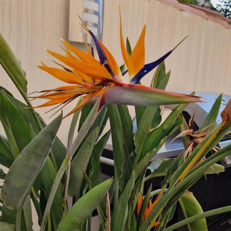 L'oiseau du paradis proche des grands buffets - Apartamento de 2 dormitorios - 2