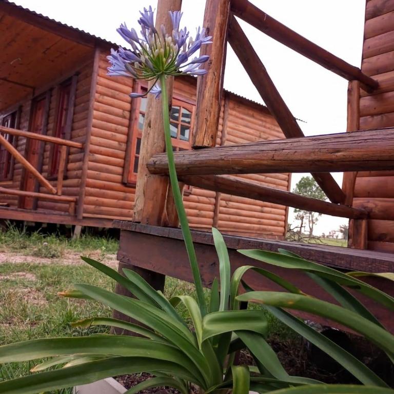 Cabañas Las Escondidas 3 - Casa con 1 dormitorio - 19