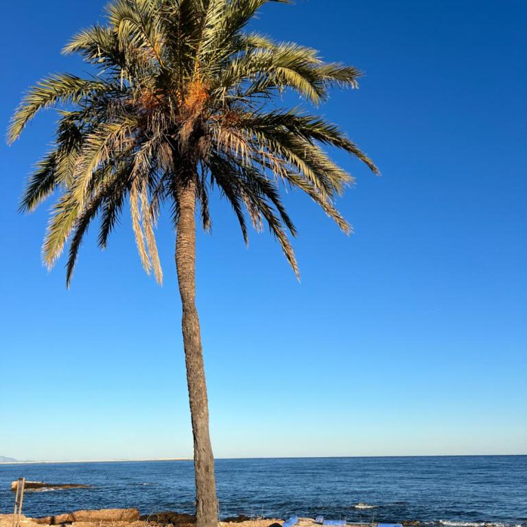 RocaSol Denia - Marina Real II - Apartamento de 2 dormitorios - 36