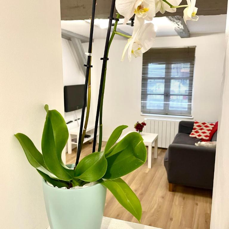 Strasbourg magnifique appartement centre ville Petite France - Three-Bedroom Apartment - 2