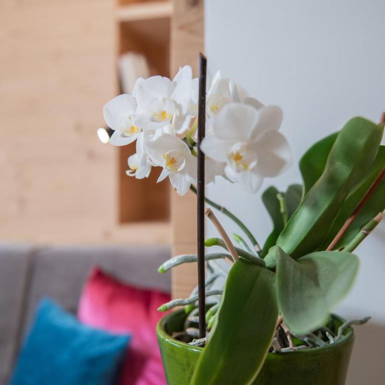 Apartments Corcela - Appartamento con 1 Camera da Letto - 15