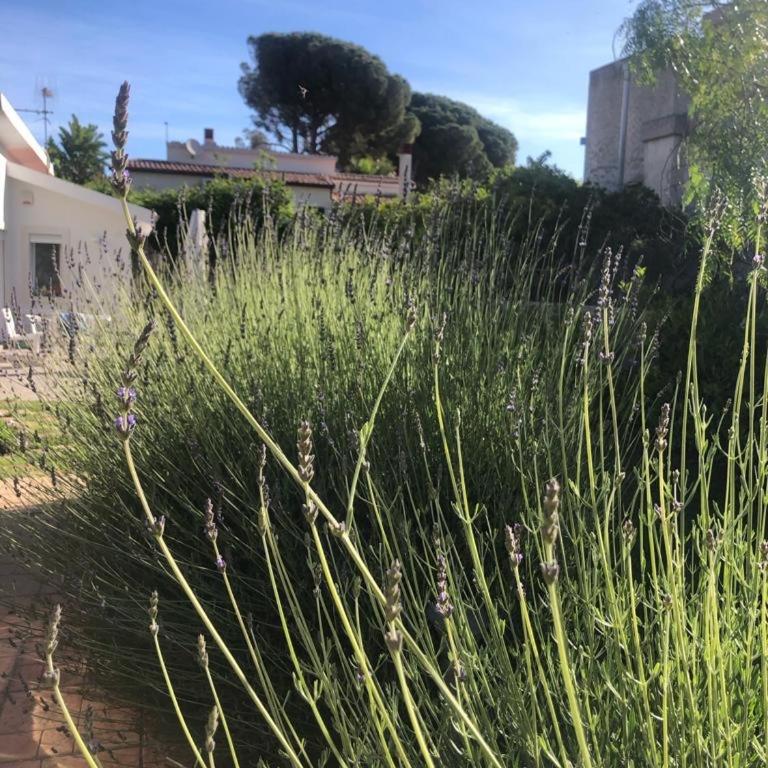 Villa Aurora e Villa Oceano - Villa con Vista Giardino - 10