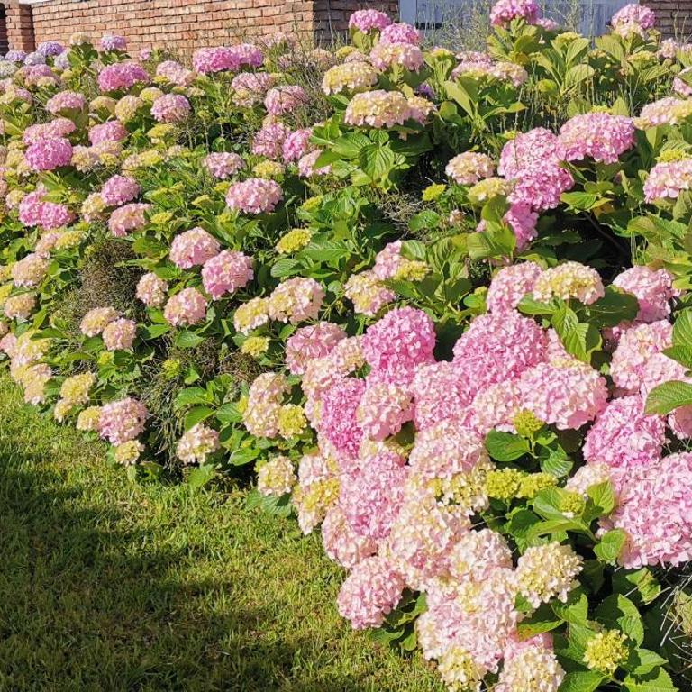 La Isla - Araminda - One-Bedroom Apartment - 4