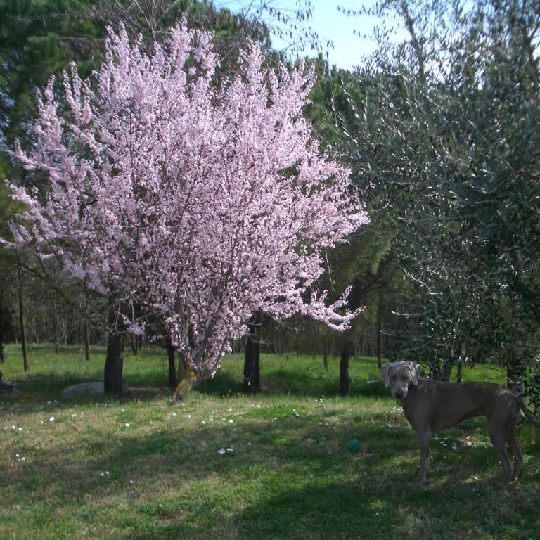Il Cigliere your holiday home in the heart of Tuscany - Casa Vacanze - 8