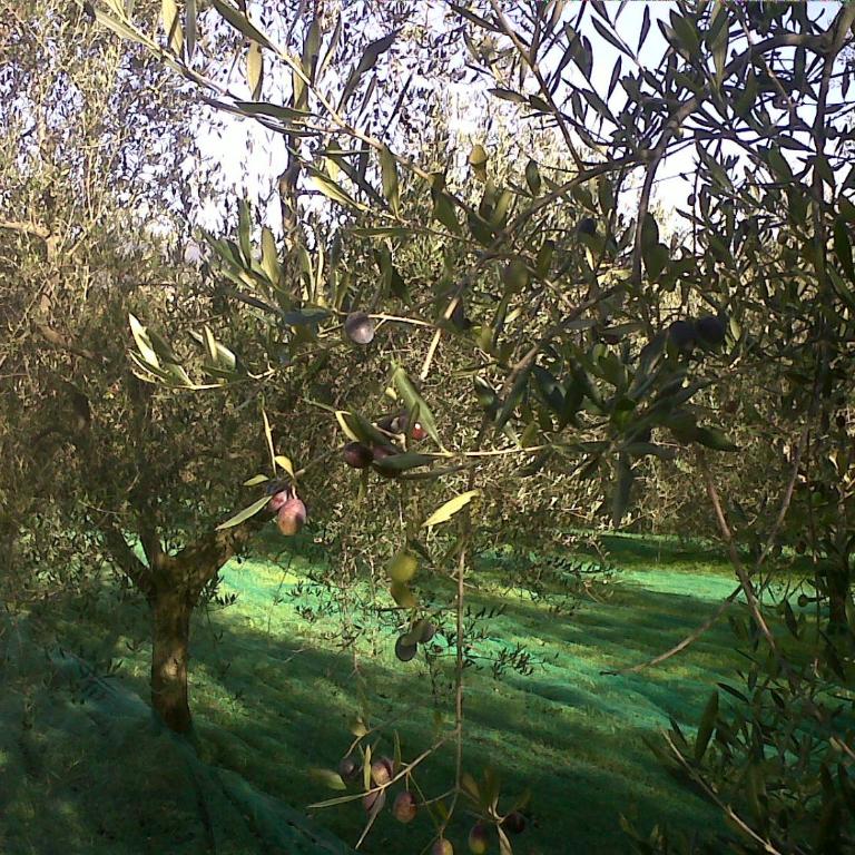 Il Cigliere your holiday home in the heart of Tuscany - Casa Vacanze - 26