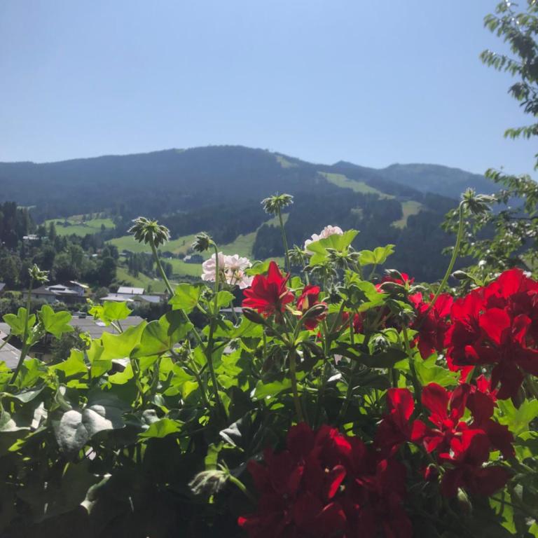 Haus Sabrina - Apartment mit 2 Schlafzimmern und Balkon - 1