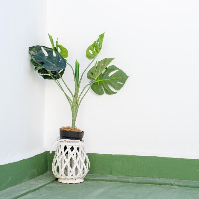 Beach Apartment Green Terrace La Mata - Apartamento - 41