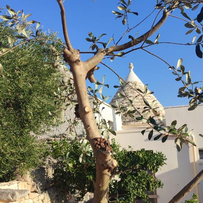 Trulli Abate Mauro - Casa con 2 Camere da Letto - 19