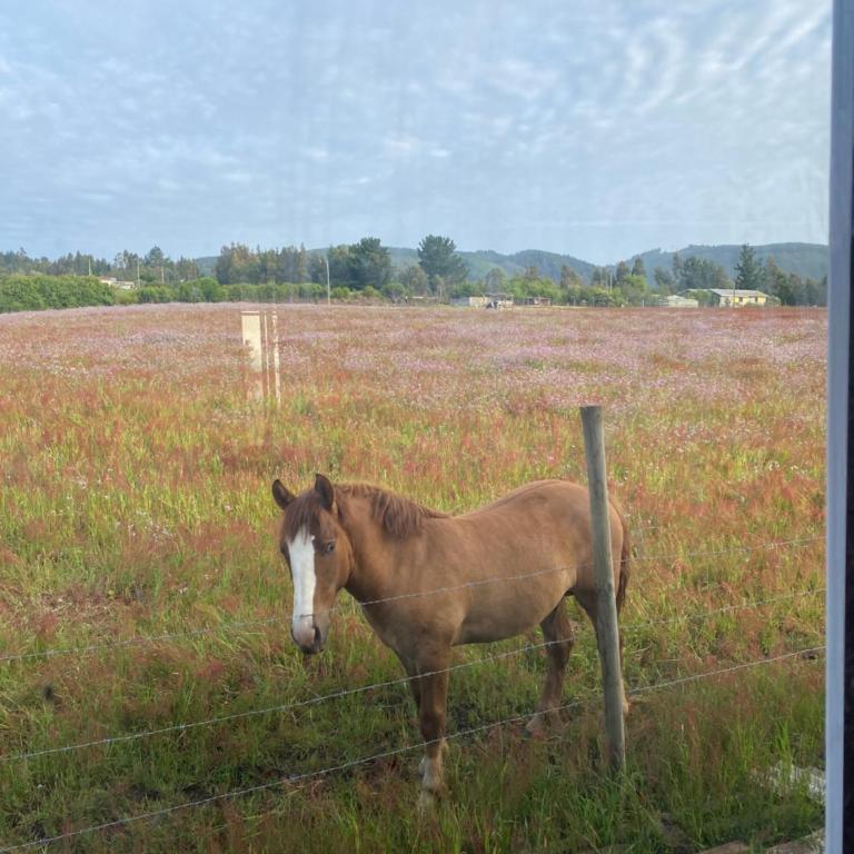 Cabaña Viaducto Vista al Mar, Curanipe - Casa - 29