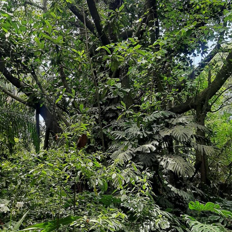 La Manquel - Casa y Yungas - Casa - 12