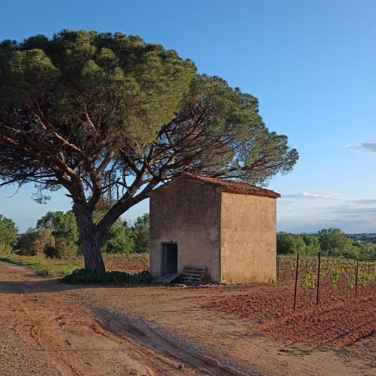 Villa Pays d'Oc - Maison 4 Chambres - 29