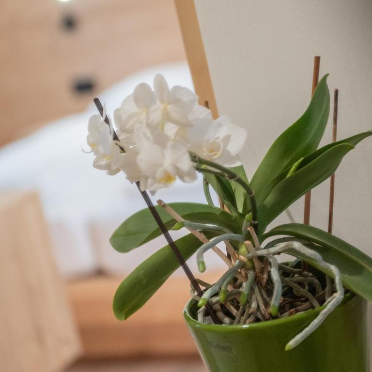Apartments Corcela - Appartamento con 2 Camere da Letto - 35