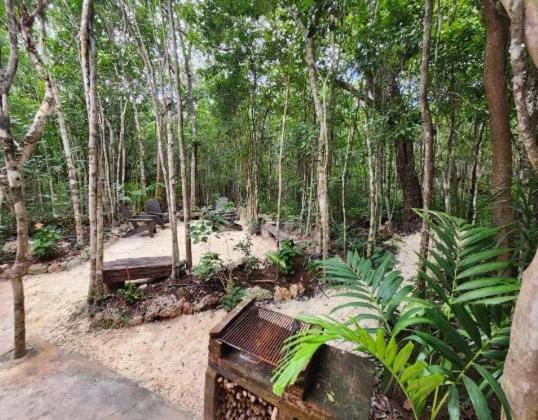 Casa & Palapa de la Selva - Three-Bedroom House - 16