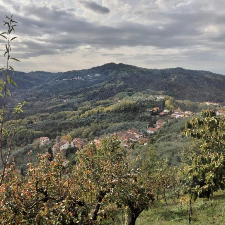 Casa rurale Colleccio - Oak Hills Modern Tuscany house in a Sustainable 1200s Hamlet - Treehouse terrace - Casa Vacanze - 16