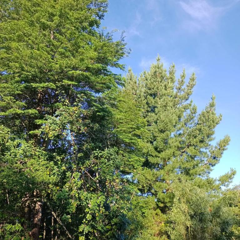 Cabaña Candalf ,Bosque Nativo, Pozas calientes - Casa de 3 dormitorios - 16