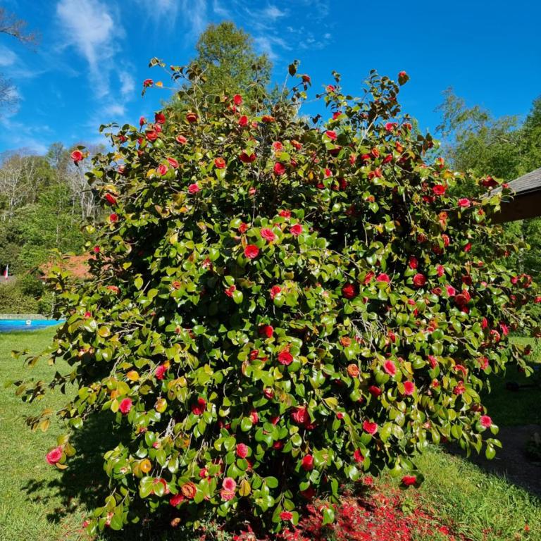 La Casa del Árbol Villarrica Cabañas-Piscina-Tinajas - Casa de 2 dormitorios - 50