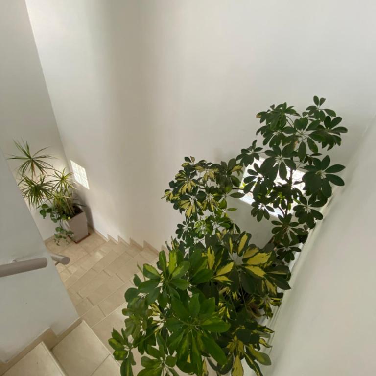 Edificio Farfalle - Apartamento Superior - 36