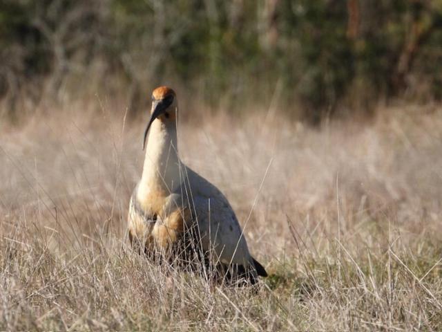 Preciosa cabaña pet friendly con vista a volcanes Villarica y Choshuenco, cerca Termas - Two-Bedroom House - 54