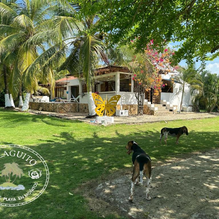El Laguito Shangai - Casa - 56