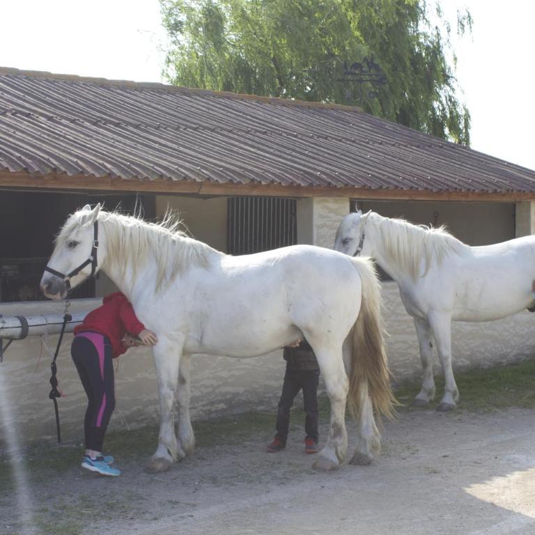 Gîtes Equestres Lou Caloun - Les Saintes Maries de la Mer - Haus mit 1 Schlafzimmer - 28
