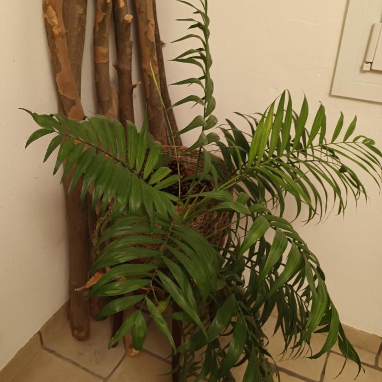 Tête d'Or Forest - Apartamento de 1 dormitorio - 13
