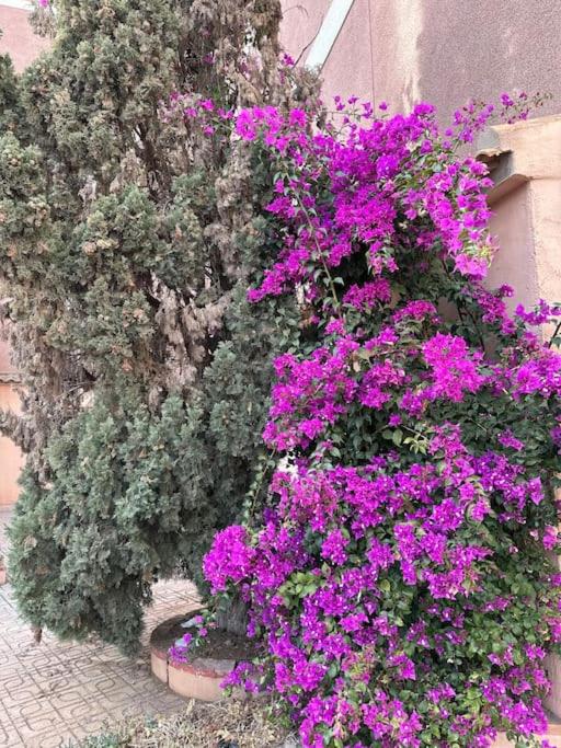 Sol de mar, La Mata (Hiszpania) - Apartamento de 2 dormitorios - 75