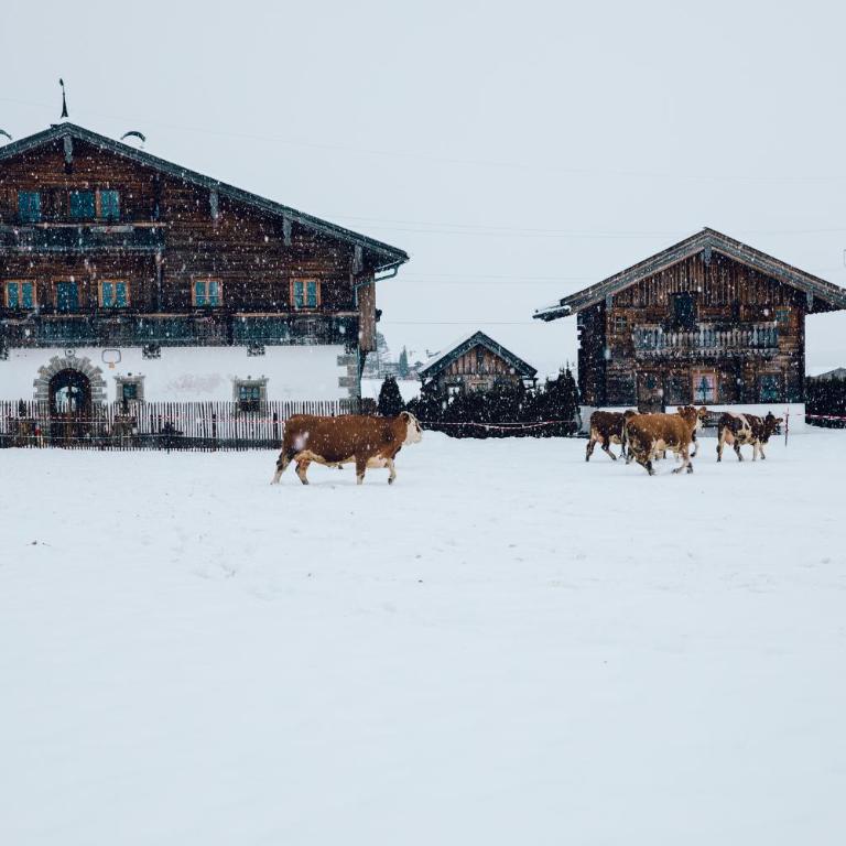 Chalet Steinerner Meerblick - Chalet mit 1 Schlafzimmer - 62