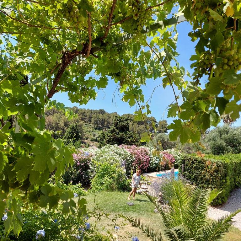 Mas Chamarel, la Provence entre vignes et oliviers proche de la mer - Maison 3 Chambres - 24