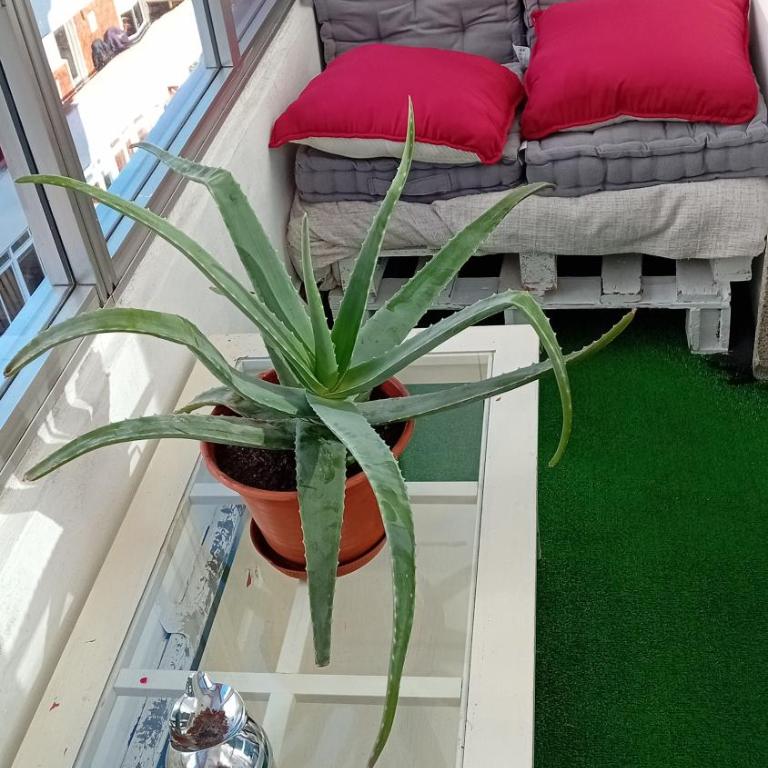 A parada da Ribeira - Apartamento de 3 dormitorios - 15