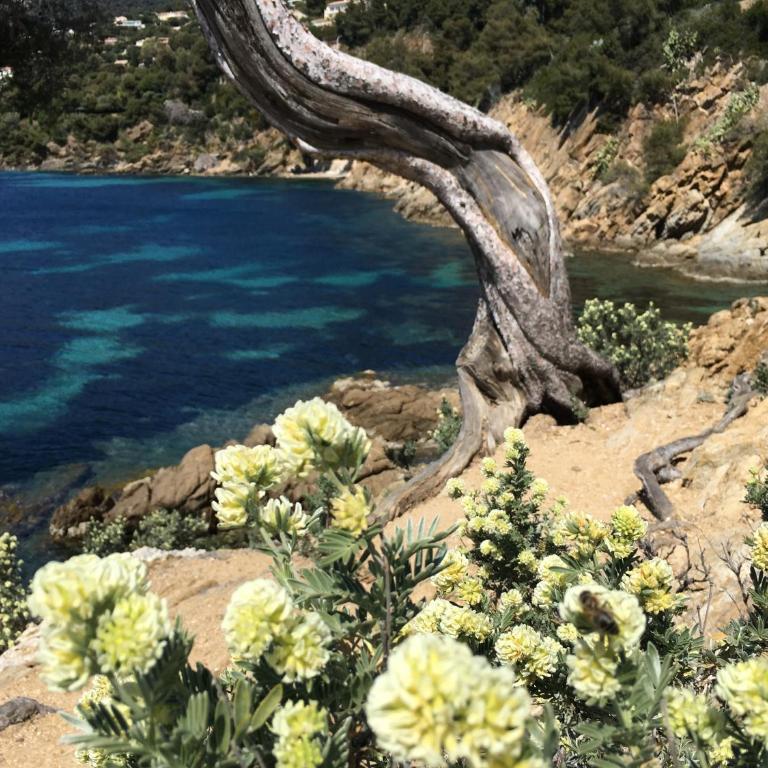 Studio 3 pers coeur de village Bormes les Mimosas - Queen Studio - 29