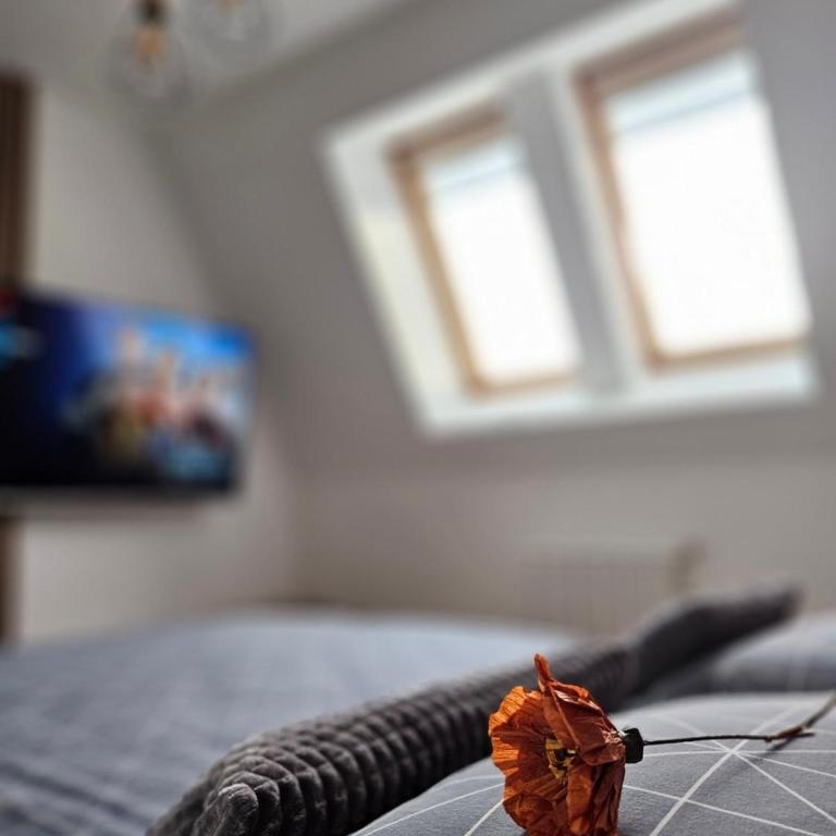 Apartman MAA - Apartman sa 1 Spavaćom Sobom - 6