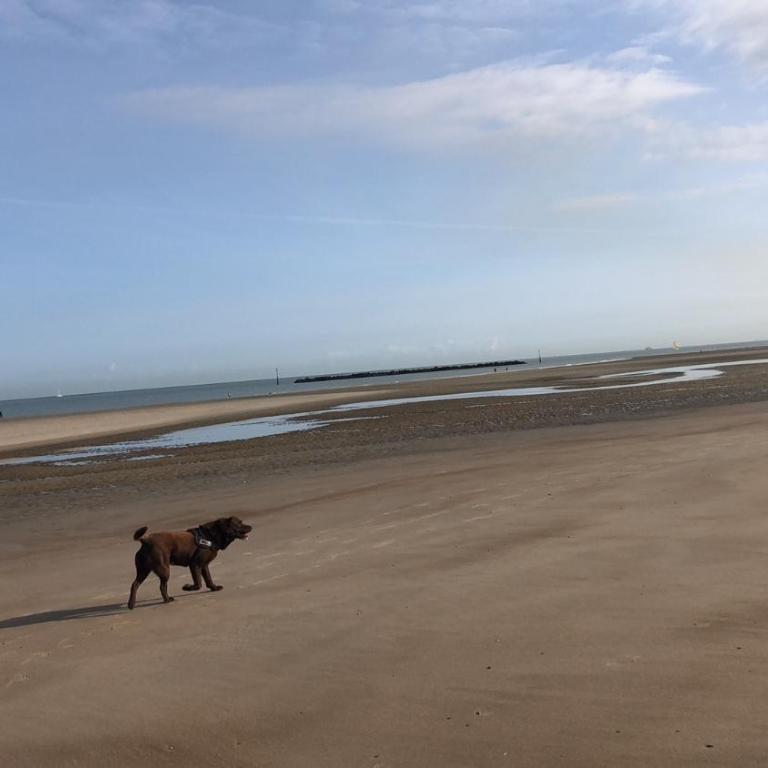 Appartement sur la plage de Malo les bains vue mer - Appartement 1 Chambre - 28