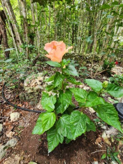 Casa de la Selva-Jungle Getaway with cenotes - Two-Bedroom House - 23