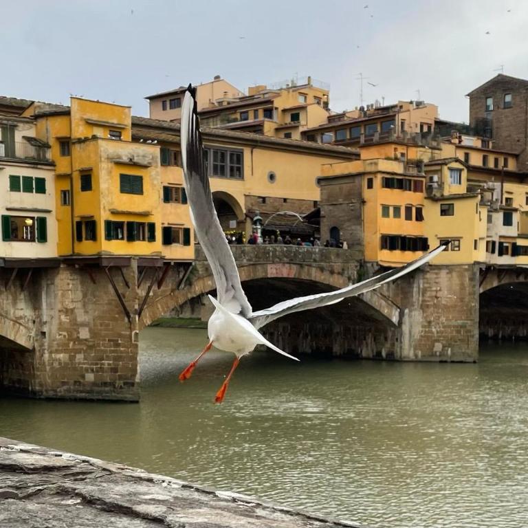 Vintage apartments in the heart of Florence - Appartamento con 1 Camera da Letto - 33
