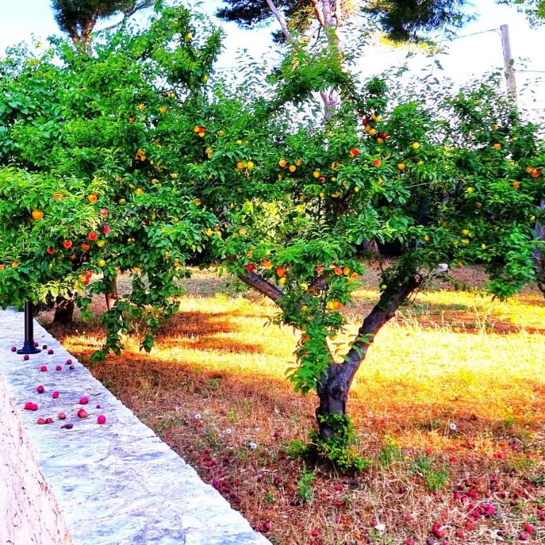 Villa Costanza - Three-Bedroom House - 28