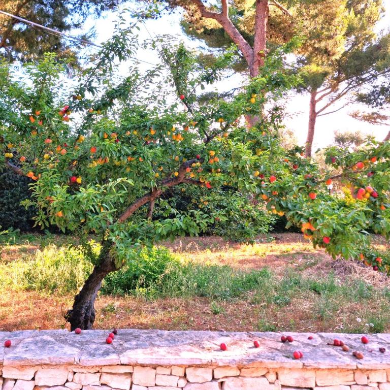 Villa Costanza - Three-Bedroom House - 27