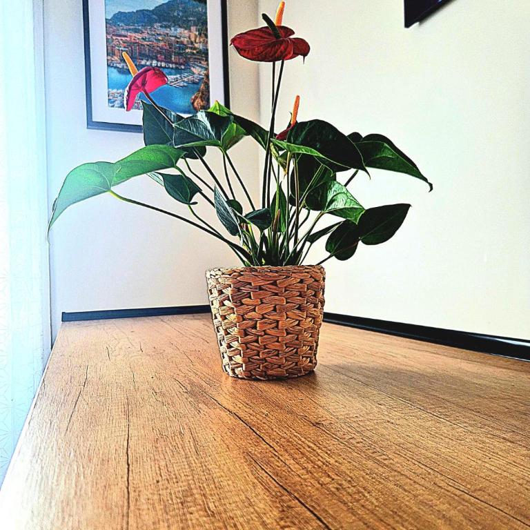 NissaLaBella - Appartement 1 Chambre - 18
