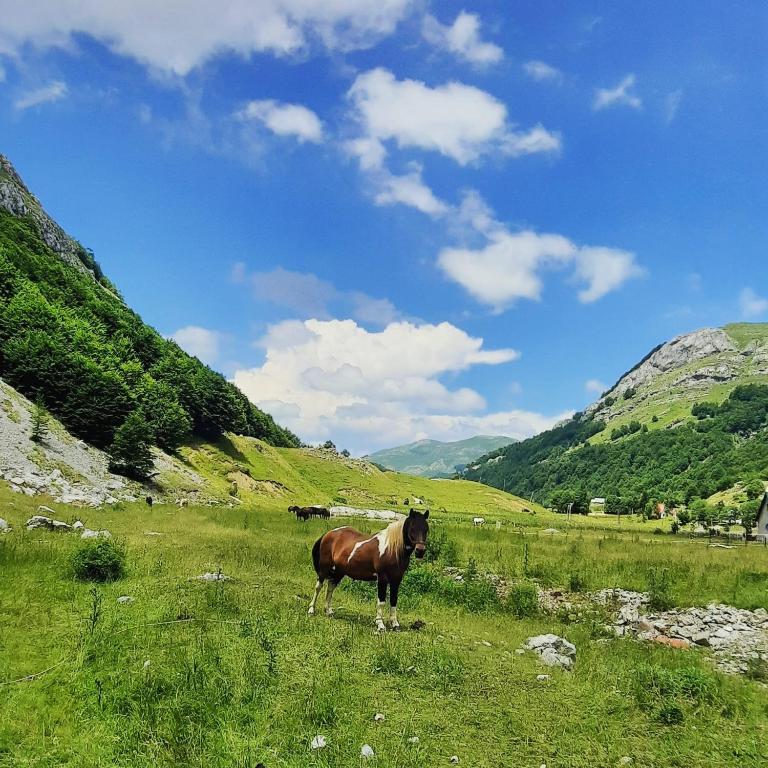 Katun Mokra accommodation & horseback riding - Two-Bedroom Chalet - 26