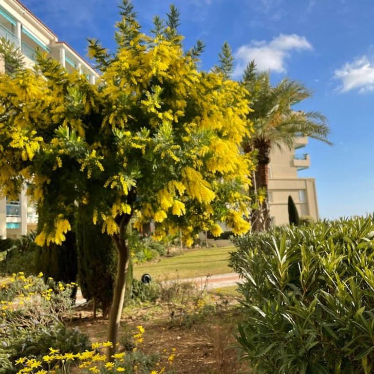 Appartement vue mer/piscine-Les pins bleus - Apartamento de 1 dormitorio - 8