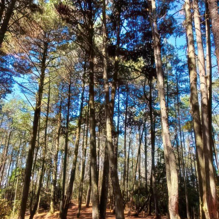 Cabaña Favor Divino con Barbacoa Fogata Hermosas vista - Casa con 1 dormitorio - 15