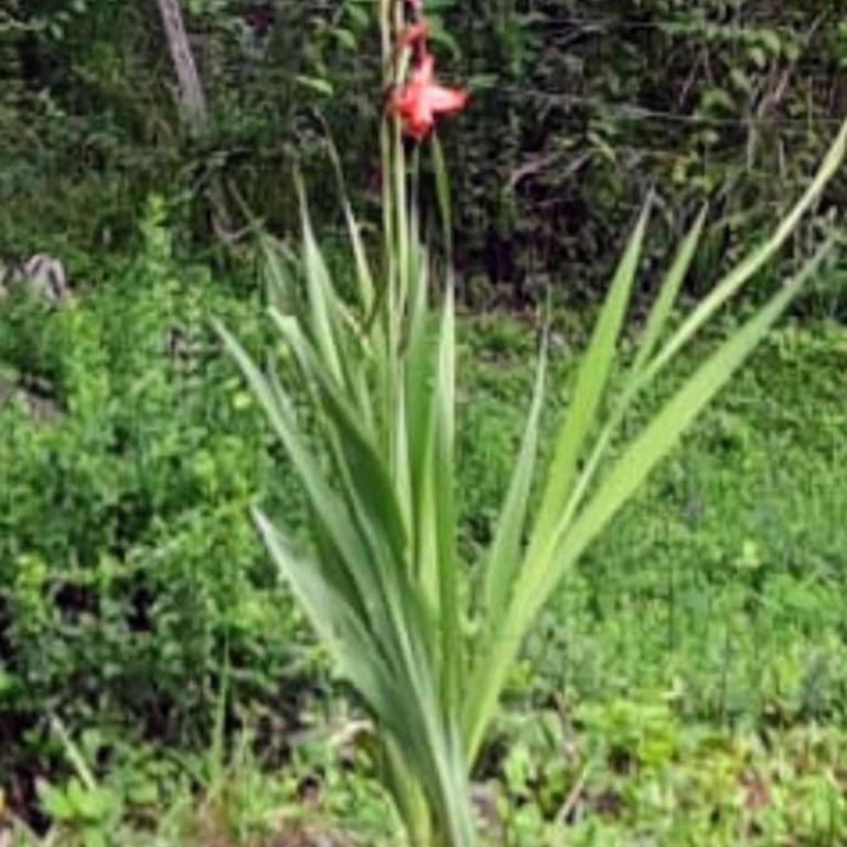 La vertiente - One-Bedroom Chalet - 13